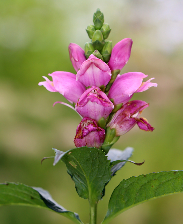 Pink Turtlehead - Chelone lyonii This plant grows native in the southern Appalachian Mountains.<br />
<br />
Habitat: Garden<br />
<figure class="photo"><a href="https://www.jungledragon.com/image/136991/pink_turtlehead_-_chelone_lyonii.html" title="Pink Turtlehead - Chelone lyonii"><img src="https://s3.amazonaws.com/media.jungledragon.com/images/3232/136991_thumb.jpg?AWSAccessKeyId=05GMT0V3GWVNE7GGM1R2&Expires=1759968010&Signature=V%2BoxoLtN6%2BlSVfYzIOwuKDxeaug%3D" width="124" height="152" alt="Pink Turtlehead - Chelone lyonii This plant grows native in the southern Appalachian Mountains.<br />
<br />
Habitat: Garden<br />
https://www.jungledragon.com/image/136992/pink_turtlehead_-_chelone_lyonii.html Chelone lyonii,Geotagged,Summer,United States" /></a></figure> Chelone,Chelone lyonii,Geotagged,Summer,United States,turtlehead