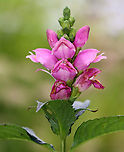 Pink Turtlehead - Chelone lyonii This plant grows native in the southern Appalachian Mountains.<br />
<br />
Habitat: Garden<br />
https://www.jungledragon.com/image/136991/pink_turtlehead_-_chelone_lyonii.html Chelone,Chelone lyonii,Geotagged,Summer,United States,turtlehead