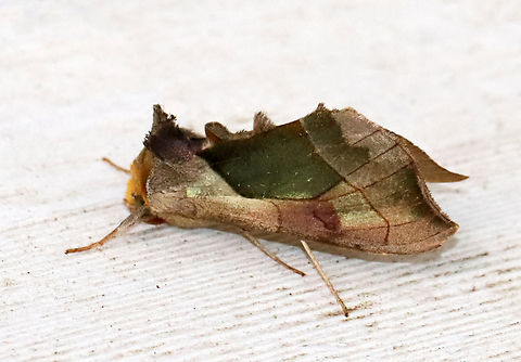 Hologram Moth - Diachrysia balluca Habitat: Resting on a windowsill to an old building; deciduous forest Diachrysia,Diachrysia balluca,Geotagged,Hologram Moth,Summer,United States,hologram moth,moth