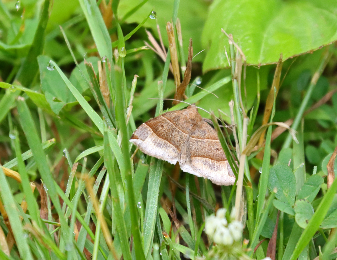 Maple Looper Moth - Parallelia bistriaris Habitat: Grassy area near a pond Geotagged,Maple Looper Moth,Parallelia,Parallelia bistriaris,Summer,United States,moth