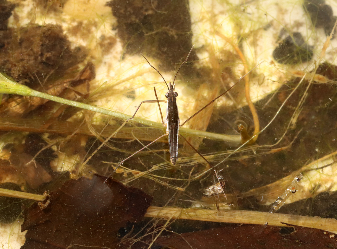 Water Strider - Limnoporus canaliculatus TL: ~8 mm<br />
<br />
*Note the phantom midge larva (Chaoborus sp.) to the lower right. I think there might be another photobomber to the right of the water strider because it looks like someone's rear/siphon is sticking out of the water.<br />
<br />
Habitat: Small woodland pond Geotagged,Limnoporus,Limnoporus canaliculatus,Summer,United States,gerridae,water strider