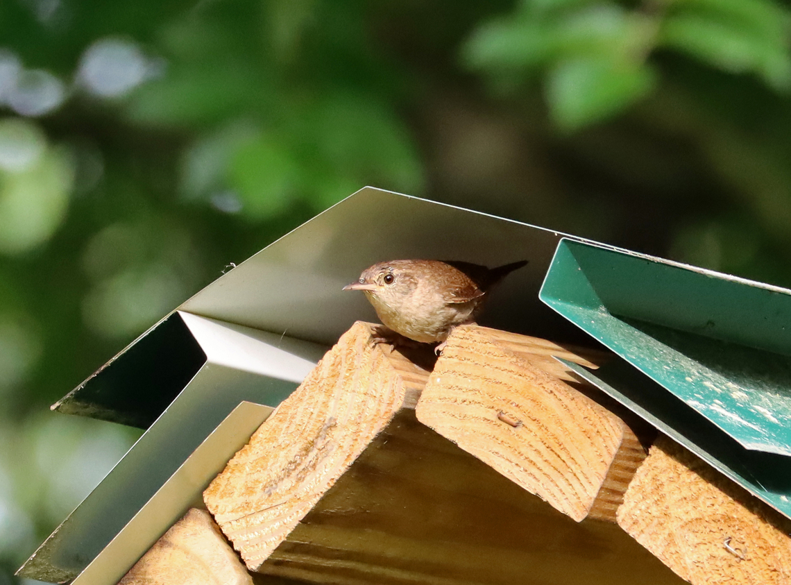 House Wren - Troglodytes aedon This wren had a nest in the roof above the message board for a nature center.<br />
<br />
Habitat: Parking lot edge; next to a deciduous forest<br />
<figure class="photo"><a href="https://www.jungledragon.com/image/137058/house_wren_-_troglodytes_aedon.html" title="House Wren - Troglodytes aedon"><img src="https://s3.amazonaws.com/media.jungledragon.com/images/3232/137058_thumb.jpg?AWSAccessKeyId=05GMT0V3GWVNE7GGM1R2&Expires=1759968010&Signature=m4np7PCe36Uaf7J9jJcu1iavJ84%3D" width="200" height="134" alt="House Wren - Troglodytes aedon This wren had a nest in the roof above the message board for a nature center.<br />
<br />
Habitat: Parking lot edge; next to a deciduous forest<br />
https://www.jungledragon.com/image/137056/house_wren_-_troglodytes_aedon.html Geotagged,House wren,Summer,Troglodytes aedon,United States" /></a></figure> Geotagged,House wren,Summer,Troglodytes,Troglodytes aedon,United States,wren