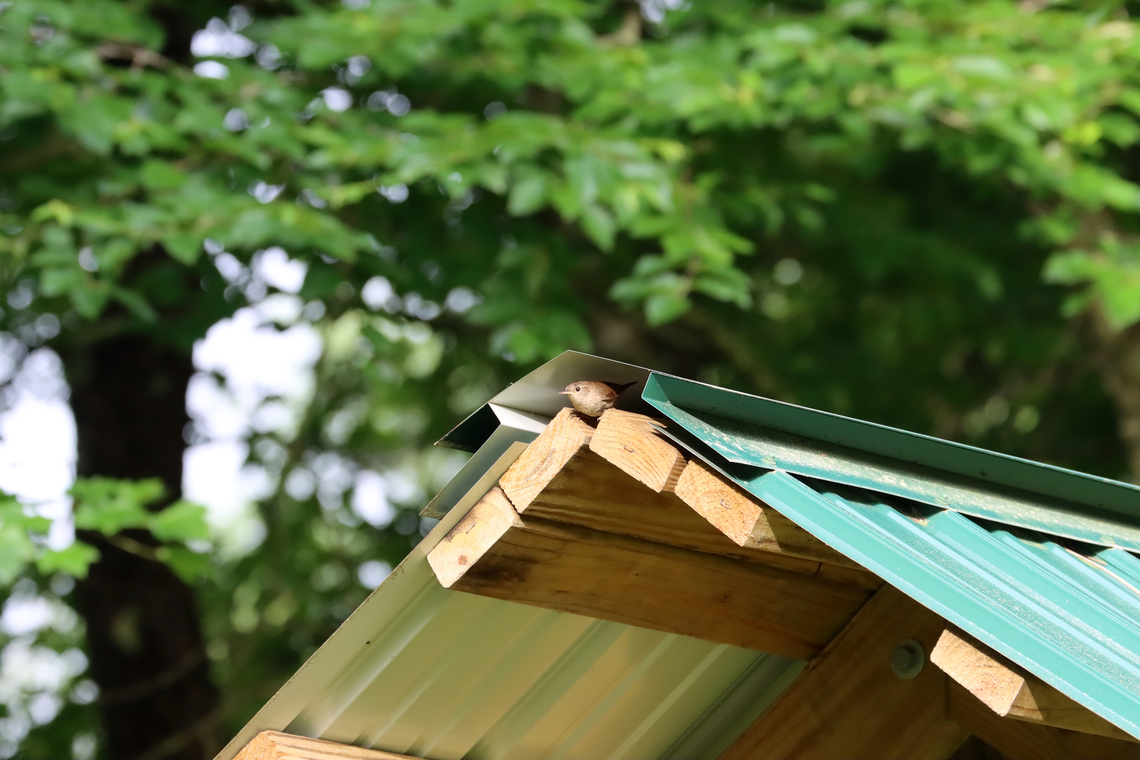 House Wren - Troglodytes aedon This wren had a nest in the roof above the message board for a nature center.<br />
<br />
Habitat: Parking lot edge; next to a deciduous forest<br />
<figure class="photo"><a href="https://www.jungledragon.com/image/137056/house_wren_-_troglodytes_aedon.html" title="House Wren - Troglodytes aedon"><img src="https://s3.amazonaws.com/media.jungledragon.com/images/3232/137056_thumb.jpg?AWSAccessKeyId=05GMT0V3GWVNE7GGM1R2&Expires=1767225610&Signature=M0rxG7d0aeUQbIpIxdodvJ2DLy0%3D" width="200" height="148" alt="House Wren - Troglodytes aedon This wren had a nest in the roof above the message board for a nature center.<br />
<br />
Habitat: Parking lot edge; next to a deciduous forest<br />
https://www.jungledragon.com/image/137058/house_wren_-_troglodytes_aedon.html Geotagged,House wren,Summer,Troglodytes,Troglodytes aedon,United States,wren" /></a></figure> Geotagged,House wren,Summer,Troglodytes aedon,United States