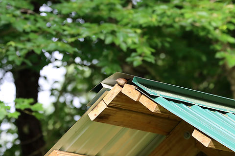 House Wren - Troglodytes aedon This wren had a nest in the roof above the message board for a nature center.

Habitat: Parking lot edge; next to a deciduous forest
https://www.jungledragon.com/image/137056/house_wren_-_troglodytes_aedon.html Geotagged,House wren,Summer,Troglodytes aedon,United States