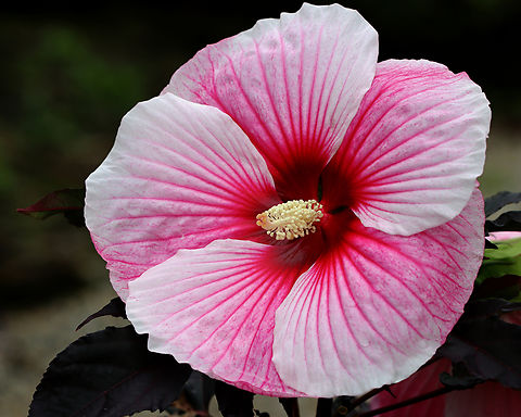 Hibiscus rosa-sinensis, 'Starry Starry Night' Habitat: Cultivated Chinese hibiscus,Geotagged,Hibiscus,Hibiscus rosa-sinensis,Starry Starry Night,Summer,United States