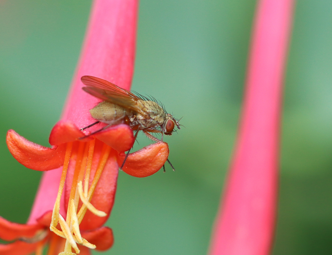 Fly - Muscidae, maybe Coenosia tigrina? Habitat: On tubular flowers outside a greenhouse Coenosia,Coenosia tigrina,Geotagged,Summer,United States,diptera,fly,muscidae