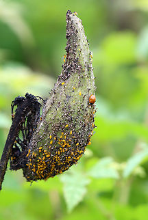 Polished Lady Beetle (Cycloneda munda) Enjoying an Aphid Buffet Habitat: Meadow Coccinellidae,Cycloneda,Cycloneda munda,Geotagged,Summer,United States,aphids,beetle,lady beetle,polished lady beetle