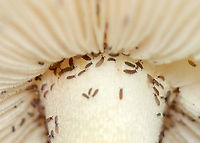 Springtails - Collembola, Ceratophysella sp. Maybe Ceratophysella pratorum.<br />
<br />
This mushroom was covered in springtails!<br />
<br />
Habitat: Amanita sp. mushroom; mixed forest Ceratophysella,Ceratophysella pratorum,Geotagged,Hypogastruridae,Summer,United States,collembola,springtails