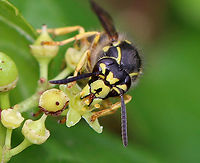Common Aerial Yellowjacket - Dolichovespula arenaria Habitat: Meadow<br />
https://www.jungledragon.com/image/137086/common_aerial_yellowjacket_-_dolichovespula_arenaria.html<br />
https://www.jungledragon.com/image/137088/common_aerial_yellowjacket_-_dolichovespula_arenaria.html<br />
https://www.jungledragon.com/image/137087/common_aerial_yellowjacket_-_dolichovespula_arenaria.html Common Aerial Yellowjacket,Dolichovespula arenaria,Geotagged,Summer,United States