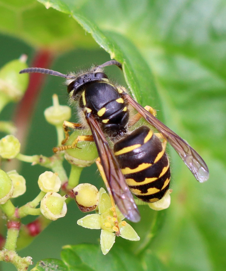 Common Aerial Yellowjacket - Dolichovespula arenaria Habitat: Meadow<br />
<figure class="photo"><a href="https://www.jungledragon.com/image/137086/common_aerial_yellowjacket_-_dolichovespula_arenaria.html" title="Common Aerial Yellowjacket - Dolichovespula arenaria"><img src="https://s3.amazonaws.com/media.jungledragon.com/images/3232/137086_thumb.jpg?AWSAccessKeyId=05GMT0V3GWVNE7GGM1R2&Expires=1759968010&Signature=XPK2FGxl6Zg7vwGdgk42GHo9JYk%3D" width="200" height="164" alt="Common Aerial Yellowjacket - Dolichovespula arenaria Habitat: Meadow<br />
https://www.jungledragon.com/image/137086/common_aerial_yellowjacket_-_dolichovespula_arenaria.html<br />
https://www.jungledragon.com/image/137088/common_aerial_yellowjacket_-_dolichovespula_arenaria.html<br />
https://www.jungledragon.com/image/137087/common_aerial_yellowjacket_-_dolichovespula_arenaria.html Common Aerial Yellowjacket,Dolichovespula arenaria,Geotagged,Summer,United States" /></a></figure><br />
<figure class="photo"><a href="https://www.jungledragon.com/image/137088/common_aerial_yellowjacket_-_dolichovespula_arenaria.html" title="Common Aerial Yellowjacket - Dolichovespula arenaria"><img src="https://s3.amazonaws.com/media.jungledragon.com/images/3232/137088_thumb.jpg?AWSAccessKeyId=05GMT0V3GWVNE7GGM1R2&Expires=1759968010&Signature=9FVS4VsSlW6I%2FmgsngNXmuywZQU%3D" width="200" height="160" alt="Common Aerial Yellowjacket - Dolichovespula arenaria Habitat: Meadow<br />
https://www.jungledragon.com/image/137086/common_aerial_yellowjacket_-_dolichovespula_arenaria.html<br />
https://www.jungledragon.com/image/137088/common_aerial_yellowjacket_-_dolichovespula_arenaria.html<br />
https://www.jungledragon.com/image/137087/common_aerial_yellowjacket_-_dolichovespula_arenaria.html Common Aerial Yellowjacket,Dolichovespula,Dolichovespula arenaria,Geotagged,Summer,United States,hornet,yellowjacket" /></a></figure><br />
<figure class="photo"><a href="https://www.jungledragon.com/image/137087/common_aerial_yellowjacket_-_dolichovespula_arenaria.html" title="Common Aerial Yellowjacket - Dolichovespula arenaria"><img src="https://s3.amazonaws.com/media.jungledragon.com/images/3232/137087_thumb.jpg?AWSAccessKeyId=05GMT0V3GWVNE7GGM1R2&Expires=1759968010&Signature=3fzBqqSXVvjQz4GDmnpvNW64f%2Bw%3D" width="128" height="152" alt="Common Aerial Yellowjacket - Dolichovespula arenaria Habitat: Meadow<br />
https://www.jungledragon.com/image/137086/common_aerial_yellowjacket_-_dolichovespula_arenaria.html<br />
https://www.jungledragon.com/image/137088/common_aerial_yellowjacket_-_dolichovespula_arenaria.html<br />
https://www.jungledragon.com/image/137087/common_aerial_yellowjacket_-_dolichovespula_arenaria.html Common Aerial Yellowjacket,Dolichovespula arenaria,Geotagged,Summer,United States" /></a></figure> Common Aerial Yellowjacket,Dolichovespula arenaria,Geotagged,Summer,United States