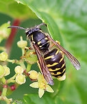 Common Aerial Yellowjacket - Dolichovespula arenaria Habitat: Meadow<br />
https://www.jungledragon.com/image/137086/common_aerial_yellowjacket_-_dolichovespula_arenaria.html<br />
https://www.jungledragon.com/image/137088/common_aerial_yellowjacket_-_dolichovespula_arenaria.html<br />
https://www.jungledragon.com/image/137087/common_aerial_yellowjacket_-_dolichovespula_arenaria.html Common Aerial Yellowjacket,Dolichovespula arenaria,Geotagged,Summer,United States
