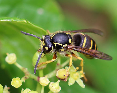 Common Aerial Yellowjacket - Dolichovespula arenaria Habitat: Meadow
https://www.jungledragon.com/image/137086/common_aerial_yellowjacket_-_dolichovespula_arenaria.html
https://www.jungledragon.com/image/137088/common_aerial_yellowjacket_-_dolichovespula_arenaria.html
https://www.jungledragon.com/image/137087/common_aerial_yellowjacket_-_dolichovespula_arenaria.html Common Aerial Yellowjacket,Dolichovespula,Dolichovespula arenaria,Geotagged,Summer,United States,hornet,yellowjacket