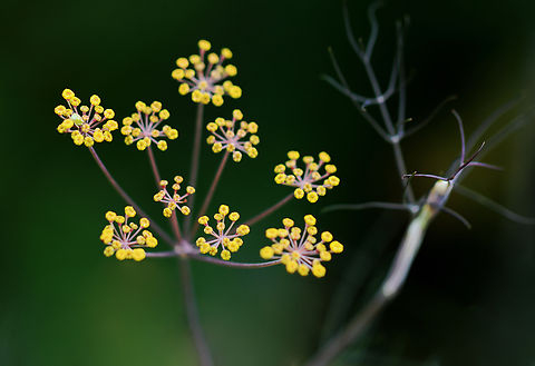 Fennel - Foeniculum vulgare Habitat: Garden Fennel,Foeniculum,Foeniculum vulgare,Geotagged,Summer,United States