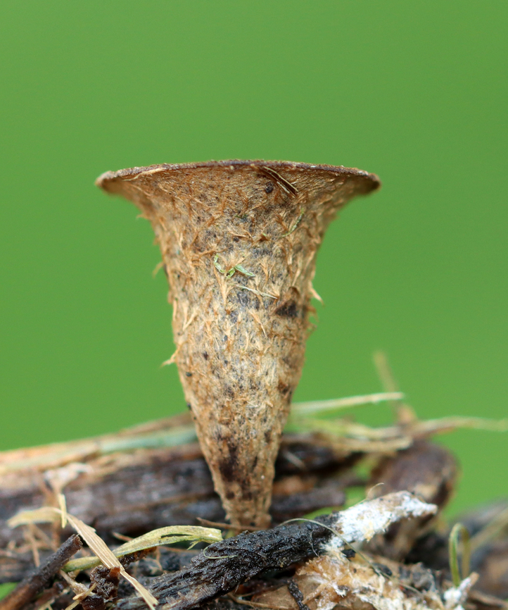 Bird's Nest Fungus - Cyathus sp. Cyathus stercoreus or C. olla?<br />
<br />
Habitat: Growing on mulch in a garden<br />
<figure class="photo"><a href="https://www.jungledragon.com/image/137131/birds_nest_fungus_-_cyathus_sp.html" title="Bird&#039;s Nest Fungus - Cyathus sp."><img src="https://s3.amazonaws.com/media.jungledragon.com/images/3232/137131_thumb.jpg?AWSAccessKeyId=05GMT0V3GWVNE7GGM1R2&Expires=1759968010&Signature=UpLWbRbOibobxIQ4NiICX1YHVCQ%3D" width="128" height="152" alt="Bird&#039;s Nest Fungus - Cyathus sp. Cyathus stercoreus or C. olla?<br />
<br />
Habitat: Growing on mulch in a garden<br />
https://www.jungledragon.com/image/137131/fluted_birds_nest_-_cyathus_striatus.html<br />
https://www.jungledragon.com/image/137134/fluted_birds_nest_-_cyathus_striatus.html<br />
https://www.jungledragon.com/image/137133/fluted_birds_nest_-_cyathus_striatus.html Cyathus striatus,Fluted bird&#039;s nest,Geotagged,Summer,United States" /></a></figure><br />
<figure class="photo"><a href="https://www.jungledragon.com/image/137134/birds_nest_fungus_-_cyathus_sp.html" title="Bird&#039;s Nest Fungus - Cyathus sp."><img src="https://s3.amazonaws.com/media.jungledragon.com/images/3232/137134_thumb.jpg?AWSAccessKeyId=05GMT0V3GWVNE7GGM1R2&Expires=1759968010&Signature=DvLD8KvNLp9O99Jocy1iBySptuw%3D" width="122" height="152" alt="Bird&#039;s Nest Fungus - Cyathus sp. Cyathus stercoreus or C. olla?<br />
<br />
Habitat: Growing on mulch in a garden<br />
https://www.jungledragon.com/image/137131/fluted_birds_nest_-_cyathus_striatus.html<br />
https://www.jungledragon.com/image/137134/fluted_birds_nest_-_cyathus_striatus.html<br />
https://www.jungledragon.com/image/137133/fluted_birds_nest_-_cyathus_striatus.html Cyathus striatus,Fluted bird&#039;s nest,Geotagged,Summer,United States" /></a></figure><br />
<figure class="photo"><a href="https://www.jungledragon.com/image/137133/birds_nest_fungus_-_cyathus_sp.html" title="Bird&#039;s Nest Fungus - Cyathus sp."><img src="https://s3.amazonaws.com/media.jungledragon.com/images/3232/137133_thumb.jpg?AWSAccessKeyId=05GMT0V3GWVNE7GGM1R2&Expires=1759968010&Signature=4uodpg%2BU%2FIjv1EKy4N5KEX1VS30%3D" width="200" height="154" alt="Bird&#039;s Nest Fungus - Cyathus sp. Cyathus stercoreus or C. olla?<br />
<br />
Habitat: Growing on mulch in a garden<br />
https://www.jungledragon.com/image/137131/fluted_birds_nest_-_cyathus_striatus.html<br />
https://www.jungledragon.com/image/137134/fluted_birds_nest_-_cyathus_striatus.html<br />
https://www.jungledragon.com/image/137133/fluted_birds_nest_-_cyathus_striatus.html Cyathus striatus,Fluted bird&#039;s nest,Geotagged,Summer,United States,cyathus,fungus" /></a></figure> Cyathus striatus,Fluted bird's nest,Geotagged,Summer,United States