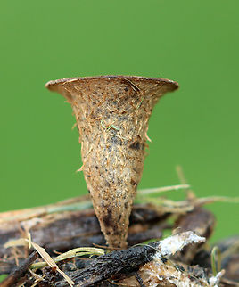 Bird's Nest Fungus - Cyathus sp. Cyathus stercoreus or C. olla?

Habitat: Growing on mulch in a garden
https://www.jungledragon.com/image/137131/fluted_birds_nest_-_cyathus_striatus.html
https://www.jungledragon.com/image/137134/fluted_birds_nest_-_cyathus_striatus.html
https://www.jungledragon.com/image/137133/fluted_birds_nest_-_cyathus_striatus.html Cyathus striatus,Fluted bird's nest,Geotagged,Summer,United States