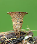 Bird's Nest Fungus - Cyathus sp. Cyathus stercoreus or C. olla?<br />
<br />
Habitat: Growing on mulch in a garden<br />
https://www.jungledragon.com/image/137131/fluted_birds_nest_-_cyathus_striatus.html<br />
https://www.jungledragon.com/image/137134/fluted_birds_nest_-_cyathus_striatus.html<br />
https://www.jungledragon.com/image/137133/fluted_birds_nest_-_cyathus_striatus.html Cyathus striatus,Fluted bird's nest,Geotagged,Summer,United States