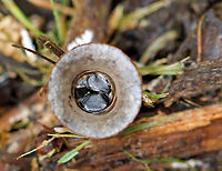 Bird's Nest Fungus - Cyathus sp. Cyathus stercoreus or C. olla?<br />
<br />
Habitat: Growing on mulch in a garden<br />
https://www.jungledragon.com/image/137131/fluted_birds_nest_-_cyathus_striatus.html<br />
https://www.jungledragon.com/image/137134/fluted_birds_nest_-_cyathus_striatus.html<br />
https://www.jungledragon.com/image/137133/fluted_birds_nest_-_cyathus_striatus.html Cyathus striatus,Fluted bird's nest,Geotagged,Summer,United States,cyathus,fungus