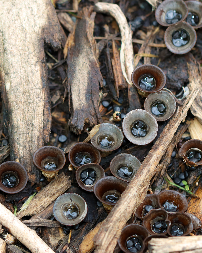 Bird's Nest Fungus - Cyathus sp. Cyathus stercoreus or C. olla?<br />
<br />
Habitat: Growing on mulch in a garden<br />
<figure class="photo"><a href="https://www.jungledragon.com/image/137131/birds_nest_fungus_-_cyathus_sp.html" title="Bird&#039;s Nest Fungus - Cyathus sp."><img src="https://s3.amazonaws.com/media.jungledragon.com/images/3232/137131_thumb.jpg?AWSAccessKeyId=05GMT0V3GWVNE7GGM1R2&Expires=1759968010&Signature=UpLWbRbOibobxIQ4NiICX1YHVCQ%3D" width="128" height="152" alt="Bird&#039;s Nest Fungus - Cyathus sp. Cyathus stercoreus or C. olla?<br />
<br />
Habitat: Growing on mulch in a garden<br />
https://www.jungledragon.com/image/137131/fluted_birds_nest_-_cyathus_striatus.html<br />
https://www.jungledragon.com/image/137134/fluted_birds_nest_-_cyathus_striatus.html<br />
https://www.jungledragon.com/image/137133/fluted_birds_nest_-_cyathus_striatus.html Cyathus striatus,Fluted bird&#039;s nest,Geotagged,Summer,United States" /></a></figure><br />
<figure class="photo"><a href="https://www.jungledragon.com/image/137134/birds_nest_fungus_-_cyathus_sp.html" title="Bird&#039;s Nest Fungus - Cyathus sp."><img src="https://s3.amazonaws.com/media.jungledragon.com/images/3232/137134_thumb.jpg?AWSAccessKeyId=05GMT0V3GWVNE7GGM1R2&Expires=1759968010&Signature=DvLD8KvNLp9O99Jocy1iBySptuw%3D" width="122" height="152" alt="Bird&#039;s Nest Fungus - Cyathus sp. Cyathus stercoreus or C. olla?<br />
<br />
Habitat: Growing on mulch in a garden<br />
https://www.jungledragon.com/image/137131/fluted_birds_nest_-_cyathus_striatus.html<br />
https://www.jungledragon.com/image/137134/fluted_birds_nest_-_cyathus_striatus.html<br />
https://www.jungledragon.com/image/137133/fluted_birds_nest_-_cyathus_striatus.html Cyathus striatus,Fluted bird&#039;s nest,Geotagged,Summer,United States" /></a></figure><br />
<figure class="photo"><a href="https://www.jungledragon.com/image/137133/birds_nest_fungus_-_cyathus_sp.html" title="Bird&#039;s Nest Fungus - Cyathus sp."><img src="https://s3.amazonaws.com/media.jungledragon.com/images/3232/137133_thumb.jpg?AWSAccessKeyId=05GMT0V3GWVNE7GGM1R2&Expires=1759968010&Signature=4uodpg%2BU%2FIjv1EKy4N5KEX1VS30%3D" width="200" height="154" alt="Bird&#039;s Nest Fungus - Cyathus sp. Cyathus stercoreus or C. olla?<br />
<br />
Habitat: Growing on mulch in a garden<br />
https://www.jungledragon.com/image/137131/fluted_birds_nest_-_cyathus_striatus.html<br />
https://www.jungledragon.com/image/137134/fluted_birds_nest_-_cyathus_striatus.html<br />
https://www.jungledragon.com/image/137133/fluted_birds_nest_-_cyathus_striatus.html Cyathus striatus,Fluted bird&#039;s nest,Geotagged,Summer,United States,cyathus,fungus" /></a></figure> Cyathus striatus,Fluted bird's nest,Geotagged,Summer,United States