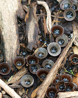 Bird's Nest Fungus - Cyathus sp. Cyathus stercoreus or C. olla?

Habitat: Growing on mulch in a garden
https://www.jungledragon.com/image/137131/fluted_birds_nest_-_cyathus_striatus.html
https://www.jungledragon.com/image/137134/fluted_birds_nest_-_cyathus_striatus.html
https://www.jungledragon.com/image/137133/fluted_birds_nest_-_cyathus_striatus.html Cyathus striatus,Fluted bird's nest,Geotagged,Summer,United States