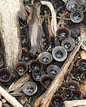 Bird's Nest Fungus - Cyathus sp. Cyathus stercoreus or C. olla?<br />
<br />
Habitat: Growing on mulch in a garden<br />
https://www.jungledragon.com/image/137131/fluted_birds_nest_-_cyathus_striatus.html<br />
https://www.jungledragon.com/image/137134/fluted_birds_nest_-_cyathus_striatus.html<br />
https://www.jungledragon.com/image/137133/fluted_birds_nest_-_cyathus_striatus.html Cyathus striatus,Fluted bird's nest,Geotagged,Summer,United States