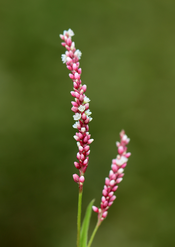 Spotted Lady's Thumb - Persicaria maculosa Habitat: Meadow edge Geotagged,Persicaria,Persicaria maculosa,Spotted lady's thumb,Summer,United States,lady's thumb