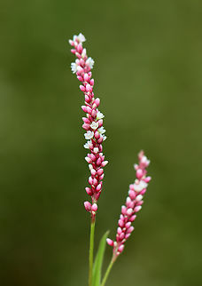 Spotted Lady's Thumb - Persicaria maculosa Habitat: Meadow edge Geotagged,Persicaria,Persicaria maculosa,Spotted lady's thumb,Summer,United States,lady's thumb