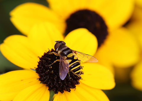 Transverse Flower Fly - Eristalis transversa Habitat: Meadow Eristalis,Eristalis transversa,Geotagged,Summer,Syrphidae,Transverse Flower Fly,United States,fly,hoverfly,syrphid fly