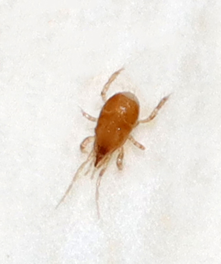 Carrion Beetle Mite - Family Parasitidae, Poecilochirus sp. Habitat: Found on a mushroom Geotagged,Parasitidae,Poecilochirus,Summer,United States,acari,arachnida,mite
