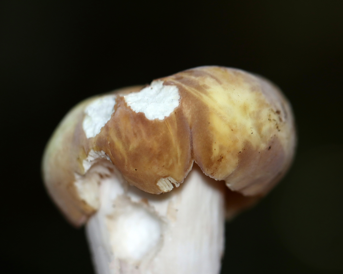 Mushroom - Russula sp. Habitat: Growing on the ground under pinehttps://www.jungledragon.com/image/137168/mushroom_-_russula_sp.html<br />
<figure class="photo"><a href="https://www.jungledragon.com/image/137167/mushroom_-_russula_sp.html" title="Mushroom - Russula sp."><img src="https://s3.amazonaws.com/media.jungledragon.com/images/3232/137167_thumb.jpg?AWSAccessKeyId=05GMT0V3GWVNE7GGM1R2&Expires=1769040010&Signature=1VD%2FsVA4x4Y6JpW%2B2FzBUFBMrIk%3D" width="114" height="152" alt="Mushroom - Russula sp. Habitat: Growing on the ground under pinehttps://www.jungledragon.com/image/137168/mushroom_-_russula_sp.html<br />
https://www.jungledragon.com/image/137167/mushroom_-_russula_sp.html<br />
https://www.jungledragon.com/image/137166/mushroom_-_russula_sp.html<br />
https://www.jungledragon.com/image/137165/mushroom_gills_-_russula_sp.html Geotagged,Summer,United States" /></a></figure><br />
<figure class="photo"><a href="https://www.jungledragon.com/image/137166/mushroom_-_russula_sp.html" title="Mushroom - Russula sp."><img src="https://s3.amazonaws.com/media.jungledragon.com/images/3232/137166_thumb.jpg?AWSAccessKeyId=05GMT0V3GWVNE7GGM1R2&Expires=1769040010&Signature=umJ%2FPB%2BR5V9yWG8UtyJtuVGyiko%3D" width="200" height="160" alt="Mushroom - Russula sp. Habitat: Growing on the ground under pinehttps://www.jungledragon.com/image/137168/mushroom_-_russula_sp.html<br />
https://www.jungledragon.com/image/137167/mushroom_-_russula_sp.html<br />
https://www.jungledragon.com/image/137166/mushroom_-_russula_sp.html<br />
https://www.jungledragon.com/image/137165/mushroom_gills_-_russula_sp.html Geotagged,Summer,United States" /></a></figure><br />
<figure class="photo"><a href="https://www.jungledragon.com/image/137165/mushroom_gills_-_russula_sp.html" title="Mushroom (Gills) - Russula sp."><img src="https://s3.amazonaws.com/media.jungledragon.com/images/3232/137165_thumb.jpg?AWSAccessKeyId=05GMT0V3GWVNE7GGM1R2&Expires=1769040010&Signature=p%2BfXhBaHaE7DBNw%2B%2FLUlVttf9XY%3D" width="200" height="126" alt="Mushroom (Gills) - Russula sp. Habitat: Growing on the ground under pine<br />
https://www.jungledragon.com/image/137168/mushroom_-_russula_sp.html<br />
https://www.jungledragon.com/image/137167/mushroom_-_russula_sp.html<br />
https://www.jungledragon.com/image/137166/mushroom_-_russula_sp.html<br />
https://www.jungledragon.com/image/137165/mushroom_gills_-_russula_sp.html Geotagged,Russula,Summer,United States,fungus,mushroom" /></a></figure> Geotagged,Summer,United States