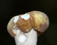 Mushroom - Russula sp. Habitat: Growing on the ground under pinehttps://www.jungledragon.com/image/137168/mushroom_-_russula_sp.html<br />
https://www.jungledragon.com/image/137167/mushroom_-_russula_sp.html<br />
https://www.jungledragon.com/image/137166/mushroom_-_russula_sp.html<br />
https://www.jungledragon.com/image/137165/mushroom_gills_-_russula_sp.html Geotagged,Summer,United States