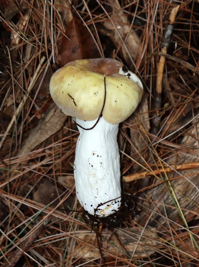 Mushroom - Russula sp. Habitat: Growing on the ground under pinehttps://www.jungledragon.com/image/137168/mushroom_-_russula_sp.html<br />
<figure class="photo"><a href="https://www.jungledragon.com/image/137167/mushroom_-_russula_sp.html" title="Mushroom - Russula sp."><img src="https://s3.amazonaws.com/media.jungledragon.com/images/3232/137167_thumb.jpg?AWSAccessKeyId=05GMT0V3GWVNE7GGM1R2&Expires=1767225610&Signature=jNO2ESvh1bEP7pdgaWhVXdAbv6Q%3D" width="114" height="152" alt="Mushroom - Russula sp. Habitat: Growing on the ground under pinehttps://www.jungledragon.com/image/137168/mushroom_-_russula_sp.html<br />
https://www.jungledragon.com/image/137167/mushroom_-_russula_sp.html<br />
https://www.jungledragon.com/image/137166/mushroom_-_russula_sp.html<br />
https://www.jungledragon.com/image/137165/mushroom_gills_-_russula_sp.html Geotagged,Summer,United States" /></a></figure><br />
<figure class="photo"><a href="https://www.jungledragon.com/image/137166/mushroom_-_russula_sp.html" title="Mushroom - Russula sp."><img src="https://s3.amazonaws.com/media.jungledragon.com/images/3232/137166_thumb.jpg?AWSAccessKeyId=05GMT0V3GWVNE7GGM1R2&Expires=1767225610&Signature=IiMfNMB45OT7yWhquMEXifOULgQ%3D" width="200" height="160" alt="Mushroom - Russula sp. Habitat: Growing on the ground under pinehttps://www.jungledragon.com/image/137168/mushroom_-_russula_sp.html<br />
https://www.jungledragon.com/image/137167/mushroom_-_russula_sp.html<br />
https://www.jungledragon.com/image/137166/mushroom_-_russula_sp.html<br />
https://www.jungledragon.com/image/137165/mushroom_gills_-_russula_sp.html Geotagged,Summer,United States" /></a></figure><br />
<figure class="photo"><a href="https://www.jungledragon.com/image/137165/mushroom_gills_-_russula_sp.html" title="Mushroom (Gills) - Russula sp."><img src="https://s3.amazonaws.com/media.jungledragon.com/images/3232/137165_thumb.jpg?AWSAccessKeyId=05GMT0V3GWVNE7GGM1R2&Expires=1767225610&Signature=%2BTX3jSvD%2Fh%2FCQVbDLqQqyLitqUY%3D" width="200" height="126" alt="Mushroom (Gills) - Russula sp. Habitat: Growing on the ground under pine<br />
https://www.jungledragon.com/image/137168/mushroom_-_russula_sp.html<br />
https://www.jungledragon.com/image/137167/mushroom_-_russula_sp.html<br />
https://www.jungledragon.com/image/137166/mushroom_-_russula_sp.html<br />
https://www.jungledragon.com/image/137165/mushroom_gills_-_russula_sp.html Geotagged,Russula,Summer,United States,fungus,mushroom" /></a></figure> Geotagged,Summer,United States