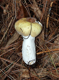 Mushroom - Russula sp. Habitat: Growing on the ground under pinehttps://www.jungledragon.com/image/137168/mushroom_-_russula_sp.html
https://www.jungledragon.com/image/137167/mushroom_-_russula_sp.html
https://www.jungledragon.com/image/137166/mushroom_-_russula_sp.html
https://www.jungledragon.com/image/137165/mushroom_gills_-_russula_sp.html Geotagged,Summer,United States