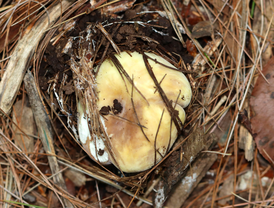 Mushroom - Russula sp. Habitat: Growing on the ground under pine<br />
<figure class="photo"><a href="https://www.jungledragon.com/image/137168/mushroom_-_russula_sp.html" title="Mushroom - Russula sp."><img src="https://s3.amazonaws.com/media.jungledragon.com/images/3232/137168_thumb.jpg?AWSAccessKeyId=05GMT0V3GWVNE7GGM1R2&Expires=1769040010&Signature=ZkP6eGBPeBghMQE9TsS%2B9RzqqjY%3D" width="200" height="152" alt="Mushroom - Russula sp. Habitat: Growing on the ground under pine<br />
https://www.jungledragon.com/image/137168/mushroom_-_russula_sp.html<br />
https://www.jungledragon.com/image/137167/mushroom_-_russula_sp.html<br />
https://www.jungledragon.com/image/137166/mushroom_-_russula_sp.html<br />
https://www.jungledragon.com/image/137165/mushroom_gills_-_russula_sp.html Geotagged,Summer,United States" /></a></figure><br />
<figure class="photo"><a href="https://www.jungledragon.com/image/137167/mushroom_-_russula_sp.html" title="Mushroom - Russula sp."><img src="https://s3.amazonaws.com/media.jungledragon.com/images/3232/137167_thumb.jpg?AWSAccessKeyId=05GMT0V3GWVNE7GGM1R2&Expires=1769040010&Signature=1VD%2FsVA4x4Y6JpW%2B2FzBUFBMrIk%3D" width="114" height="152" alt="Mushroom - Russula sp. Habitat: Growing on the ground under pinehttps://www.jungledragon.com/image/137168/mushroom_-_russula_sp.html<br />
https://www.jungledragon.com/image/137167/mushroom_-_russula_sp.html<br />
https://www.jungledragon.com/image/137166/mushroom_-_russula_sp.html<br />
https://www.jungledragon.com/image/137165/mushroom_gills_-_russula_sp.html Geotagged,Summer,United States" /></a></figure><br />
<figure class="photo"><a href="https://www.jungledragon.com/image/137166/mushroom_-_russula_sp.html" title="Mushroom - Russula sp."><img src="https://s3.amazonaws.com/media.jungledragon.com/images/3232/137166_thumb.jpg?AWSAccessKeyId=05GMT0V3GWVNE7GGM1R2&Expires=1769040010&Signature=umJ%2FPB%2BR5V9yWG8UtyJtuVGyiko%3D" width="200" height="160" alt="Mushroom - Russula sp. Habitat: Growing on the ground under pinehttps://www.jungledragon.com/image/137168/mushroom_-_russula_sp.html<br />
https://www.jungledragon.com/image/137167/mushroom_-_russula_sp.html<br />
https://www.jungledragon.com/image/137166/mushroom_-_russula_sp.html<br />
https://www.jungledragon.com/image/137165/mushroom_gills_-_russula_sp.html Geotagged,Summer,United States" /></a></figure><br />
<figure class="photo"><a href="https://www.jungledragon.com/image/137165/mushroom_gills_-_russula_sp.html" title="Mushroom (Gills) - Russula sp."><img src="https://s3.amazonaws.com/media.jungledragon.com/images/3232/137165_thumb.jpg?AWSAccessKeyId=05GMT0V3GWVNE7GGM1R2&Expires=1769040010&Signature=p%2BfXhBaHaE7DBNw%2B%2FLUlVttf9XY%3D" width="200" height="126" alt="Mushroom (Gills) - Russula sp. Habitat: Growing on the ground under pine<br />
https://www.jungledragon.com/image/137168/mushroom_-_russula_sp.html<br />
https://www.jungledragon.com/image/137167/mushroom_-_russula_sp.html<br />
https://www.jungledragon.com/image/137166/mushroom_-_russula_sp.html<br />
https://www.jungledragon.com/image/137165/mushroom_gills_-_russula_sp.html Geotagged,Russula,Summer,United States,fungus,mushroom" /></a></figure> Geotagged,Summer,United States