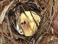 Mushroom - Russula sp. Habitat: Growing on the ground under pine<br />
https://www.jungledragon.com/image/137168/mushroom_-_russula_sp.html<br />
https://www.jungledragon.com/image/137167/mushroom_-_russula_sp.html<br />
https://www.jungledragon.com/image/137166/mushroom_-_russula_sp.html<br />
https://www.jungledragon.com/image/137165/mushroom_gills_-_russula_sp.html Geotagged,Summer,United States