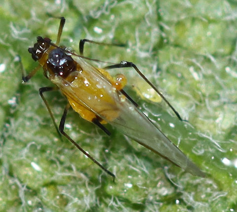 Oleander Aphid - Aphis nerii Habitat: On milkweed
https://www.jungledragon.com/image/137170/oleander_aphid_-_aphis_nerii.html Aphis nerii,Geotagged,Oleander Aphid,Summer,United States