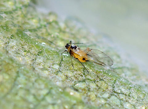 Oleander Aphid - Aphis nerii Habitat: On milkweed
https://www.jungledragon.com/image/137169/oleander_aphid_-_aphis_nerii.html Aphis nerii,Geotagged,Oleander Aphid,Summer,United States,aphid,aphis