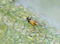 Oleander Aphid - Aphis nerii Habitat: On milkweed<br />
https://www.jungledragon.com/image/137169/oleander_aphid_-_aphis_nerii.html Aphis nerii,Geotagged,Oleander Aphid,Summer,United States,aphid,aphis