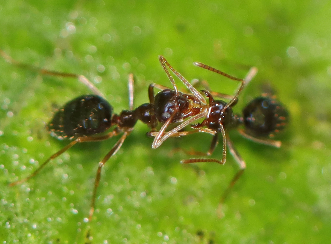 Ant Trophallaxis (Stomodeal) - Formicidae, maybe Prenolepis imparis Trophallaxis is the transfer of food, pheromones, symbionts, and information through mouth-to-mouth (stomodeal) or anus-to-mouth (proctodeal) feeding. <br />
<br />
Habitat: On milkweed; meadow Geotagged,Prenolepis,Summer,United States,ants,formicidae,stomodeal trophallaxis,trophallaxis