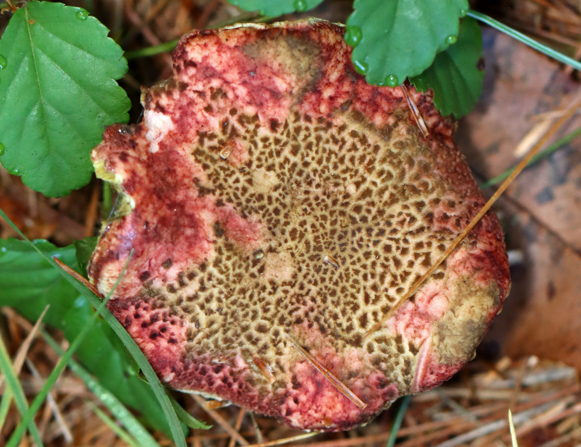 Mushroom - Boletaceae, Xerocomellus sp. Growing under pine near the edge of a meadow<br />
<figure class="photo"><a href="https://www.jungledragon.com/image/137173/mushroom_-_boletaceae_xerocomellus_sp.html" title="Mushroom - Boletaceae, Xerocomellus sp."><img src="https://s3.amazonaws.com/media.jungledragon.com/images/3232/137173_thumb.jpg?AWSAccessKeyId=05GMT0V3GWVNE7GGM1R2&Expires=1769040010&Signature=DKsT3xaCkiNaenqVmM0nLKo1AYo%3D" width="200" height="156" alt="Mushroom - Boletaceae, Xerocomellus sp. Growing under pine near the edge of a meadow<br />
https://www.jungledragon.com/image/137173/mushroom_-_boletaceae_xerocomellus_sp.html<br />
https://www.jungledragon.com/image/137175/mushroom_-_boletaceae_xerocomellus_sp.html<br />
https://www.jungledragon.com/image/137174/mushroom_-_boletaceae_xerocomellus_sp.html Geotagged,Summer,United States,Xerocomellus,boletaceae,fungus,mushroom" /></a></figure><br />
<figure class="photo"><a href="https://www.jungledragon.com/image/137175/mushroom_-_boletaceae_xerocomellus_sp.html" title="Mushroom - Boletaceae, Xerocomellus sp."><img src="https://s3.amazonaws.com/media.jungledragon.com/images/3232/137175_thumb.jpg?AWSAccessKeyId=05GMT0V3GWVNE7GGM1R2&Expires=1769040010&Signature=ok4%2BX9O0lY3ycYJpEN1vW7P7hMs%3D" width="124" height="152" alt="Mushroom - Boletaceae, Xerocomellus sp. Growing under pine near the edge of a meadow<br />
https://www.jungledragon.com/image/137173/mushroom_-_boletaceae_xerocomellus_sp.html<br />
https://www.jungledragon.com/image/137175/mushroom_-_boletaceae_xerocomellus_sp.html<br />
https://www.jungledragon.com/image/137174/mushroom_-_boletaceae_xerocomellus_sp.html Geotagged,Summer,United States" /></a></figure><br />
<figure class="photo"><a href="https://www.jungledragon.com/image/137174/mushroom_-_boletaceae_xerocomellus_sp.html" title="Mushroom - Boletaceae, Xerocomellus sp."><img src="https://s3.amazonaws.com/media.jungledragon.com/images/3232/137174_thumb.jpg?AWSAccessKeyId=05GMT0V3GWVNE7GGM1R2&Expires=1769040010&Signature=lQTz35QLh6%2FS9J69wFixrzQQ9Zc%3D" width="132" height="152" alt="Mushroom - Boletaceae, Xerocomellus sp. Growing under pine near the edge of a meadow<br />
https://www.jungledragon.com/image/137173/mushroom_-_boletaceae_xerocomellus_sp.html<br />
https://www.jungledragon.com/image/137175/mushroom_-_boletaceae_xerocomellus_sp.html<br />
https://www.jungledragon.com/image/137174/mushroom_-_boletaceae_xerocomellus_sp.html Geotagged,Summer,United States" /></a></figure> Geotagged,Summer,United States,Xerocomellus,boletaceae,fungus,mushroom