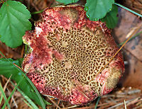 Mushroom - Boletaceae, Xerocomellus sp. Growing under pine near the edge of a meadow<br />
https://www.jungledragon.com/image/137173/mushroom_-_boletaceae_xerocomellus_sp.html<br />
https://www.jungledragon.com/image/137175/mushroom_-_boletaceae_xerocomellus_sp.html<br />
https://www.jungledragon.com/image/137174/mushroom_-_boletaceae_xerocomellus_sp.html Geotagged,Summer,United States,Xerocomellus,boletaceae,fungus,mushroom