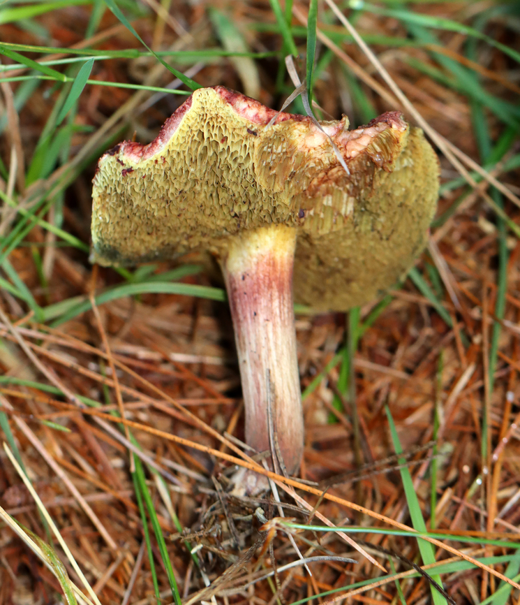 Mushroom - Boletaceae, Xerocomellus sp. Growing under pine near the edge of a meadow<br />
<figure class="photo"><a href="https://www.jungledragon.com/image/137173/mushroom_-_boletaceae_xerocomellus_sp.html" title="Mushroom - Boletaceae, Xerocomellus sp."><img src="https://s3.amazonaws.com/media.jungledragon.com/images/3232/137173_thumb.jpg?AWSAccessKeyId=05GMT0V3GWVNE7GGM1R2&Expires=1769040010&Signature=DKsT3xaCkiNaenqVmM0nLKo1AYo%3D" width="200" height="156" alt="Mushroom - Boletaceae, Xerocomellus sp. Growing under pine near the edge of a meadow<br />
https://www.jungledragon.com/image/137173/mushroom_-_boletaceae_xerocomellus_sp.html<br />
https://www.jungledragon.com/image/137175/mushroom_-_boletaceae_xerocomellus_sp.html<br />
https://www.jungledragon.com/image/137174/mushroom_-_boletaceae_xerocomellus_sp.html Geotagged,Summer,United States,Xerocomellus,boletaceae,fungus,mushroom" /></a></figure><br />
<figure class="photo"><a href="https://www.jungledragon.com/image/137175/mushroom_-_boletaceae_xerocomellus_sp.html" title="Mushroom - Boletaceae, Xerocomellus sp."><img src="https://s3.amazonaws.com/media.jungledragon.com/images/3232/137175_thumb.jpg?AWSAccessKeyId=05GMT0V3GWVNE7GGM1R2&Expires=1769040010&Signature=ok4%2BX9O0lY3ycYJpEN1vW7P7hMs%3D" width="124" height="152" alt="Mushroom - Boletaceae, Xerocomellus sp. Growing under pine near the edge of a meadow<br />
https://www.jungledragon.com/image/137173/mushroom_-_boletaceae_xerocomellus_sp.html<br />
https://www.jungledragon.com/image/137175/mushroom_-_boletaceae_xerocomellus_sp.html<br />
https://www.jungledragon.com/image/137174/mushroom_-_boletaceae_xerocomellus_sp.html Geotagged,Summer,United States" /></a></figure><br />
<figure class="photo"><a href="https://www.jungledragon.com/image/137174/mushroom_-_boletaceae_xerocomellus_sp.html" title="Mushroom - Boletaceae, Xerocomellus sp."><img src="https://s3.amazonaws.com/media.jungledragon.com/images/3232/137174_thumb.jpg?AWSAccessKeyId=05GMT0V3GWVNE7GGM1R2&Expires=1769040010&Signature=lQTz35QLh6%2FS9J69wFixrzQQ9Zc%3D" width="132" height="152" alt="Mushroom - Boletaceae, Xerocomellus sp. Growing under pine near the edge of a meadow<br />
https://www.jungledragon.com/image/137173/mushroom_-_boletaceae_xerocomellus_sp.html<br />
https://www.jungledragon.com/image/137175/mushroom_-_boletaceae_xerocomellus_sp.html<br />
https://www.jungledragon.com/image/137174/mushroom_-_boletaceae_xerocomellus_sp.html Geotagged,Summer,United States" /></a></figure> Geotagged,Summer,United States