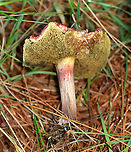 Mushroom - Boletaceae, Xerocomellus sp. Growing under pine near the edge of a meadow<br />
https://www.jungledragon.com/image/137173/mushroom_-_boletaceae_xerocomellus_sp.html<br />
https://www.jungledragon.com/image/137175/mushroom_-_boletaceae_xerocomellus_sp.html<br />
https://www.jungledragon.com/image/137174/mushroom_-_boletaceae_xerocomellus_sp.html Geotagged,Summer,United States