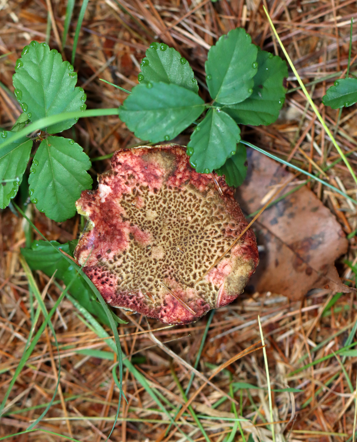 Mushroom - Boletaceae, Xerocomellus sp. Growing under pine near the edge of a meadow<br />
<figure class="photo"><a href="https://www.jungledragon.com/image/137173/mushroom_-_boletaceae_xerocomellus_sp.html" title="Mushroom - Boletaceae, Xerocomellus sp."><img src="https://s3.amazonaws.com/media.jungledragon.com/images/3232/137173_thumb.jpg?AWSAccessKeyId=05GMT0V3GWVNE7GGM1R2&Expires=1767225610&Signature=CGhgzevJVVuTlplz6HB2JPbQYhg%3D" width="200" height="156" alt="Mushroom - Boletaceae, Xerocomellus sp. Growing under pine near the edge of a meadow<br />
https://www.jungledragon.com/image/137173/mushroom_-_boletaceae_xerocomellus_sp.html<br />
https://www.jungledragon.com/image/137175/mushroom_-_boletaceae_xerocomellus_sp.html<br />
https://www.jungledragon.com/image/137174/mushroom_-_boletaceae_xerocomellus_sp.html Geotagged,Summer,United States,Xerocomellus,boletaceae,fungus,mushroom" /></a></figure><br />
<figure class="photo"><a href="https://www.jungledragon.com/image/137175/mushroom_-_boletaceae_xerocomellus_sp.html" title="Mushroom - Boletaceae, Xerocomellus sp."><img src="https://s3.amazonaws.com/media.jungledragon.com/images/3232/137175_thumb.jpg?AWSAccessKeyId=05GMT0V3GWVNE7GGM1R2&Expires=1767225610&Signature=I75nEGOf2knVGRMiYWZ8YNfzesk%3D" width="124" height="152" alt="Mushroom - Boletaceae, Xerocomellus sp. Growing under pine near the edge of a meadow<br />
https://www.jungledragon.com/image/137173/mushroom_-_boletaceae_xerocomellus_sp.html<br />
https://www.jungledragon.com/image/137175/mushroom_-_boletaceae_xerocomellus_sp.html<br />
https://www.jungledragon.com/image/137174/mushroom_-_boletaceae_xerocomellus_sp.html Geotagged,Summer,United States" /></a></figure><br />
<figure class="photo"><a href="https://www.jungledragon.com/image/137174/mushroom_-_boletaceae_xerocomellus_sp.html" title="Mushroom - Boletaceae, Xerocomellus sp."><img src="https://s3.amazonaws.com/media.jungledragon.com/images/3232/137174_thumb.jpg?AWSAccessKeyId=05GMT0V3GWVNE7GGM1R2&Expires=1767225610&Signature=k%2FYomp9v%2FnJCPJbrW6QnB4NYF%2BI%3D" width="132" height="152" alt="Mushroom - Boletaceae, Xerocomellus sp. Growing under pine near the edge of a meadow<br />
https://www.jungledragon.com/image/137173/mushroom_-_boletaceae_xerocomellus_sp.html<br />
https://www.jungledragon.com/image/137175/mushroom_-_boletaceae_xerocomellus_sp.html<br />
https://www.jungledragon.com/image/137174/mushroom_-_boletaceae_xerocomellus_sp.html Geotagged,Summer,United States" /></a></figure> Geotagged,Summer,United States