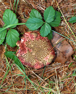 Mushroom - Boletaceae, Xerocomellus sp. Growing under pine near the edge of a meadow
https://www.jungledragon.com/image/137173/mushroom_-_boletaceae_xerocomellus_sp.html
https://www.jungledragon.com/image/137175/mushroom_-_boletaceae_xerocomellus_sp.html
https://www.jungledragon.com/image/137174/mushroom_-_boletaceae_xerocomellus_sp.html Geotagged,Summer,United States