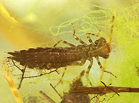 Dragonfly Nymph - Order Odonata, Family Aeshnidae, Aeshna sp. Habitat: Collected from a small woodland pond<br />
https://www.jungledragon.com/image/137209/dragonfly_nymph_ventral_-_odonata.html<br />
https://www.jungledragon.com/image/137211/dragonfly_nymph_dorsal_-_odonata.html<br />
https://www.jungledragon.com/image/137210/dragonfly_nymph_-_odonata.html Geotagged,Summer,United States
