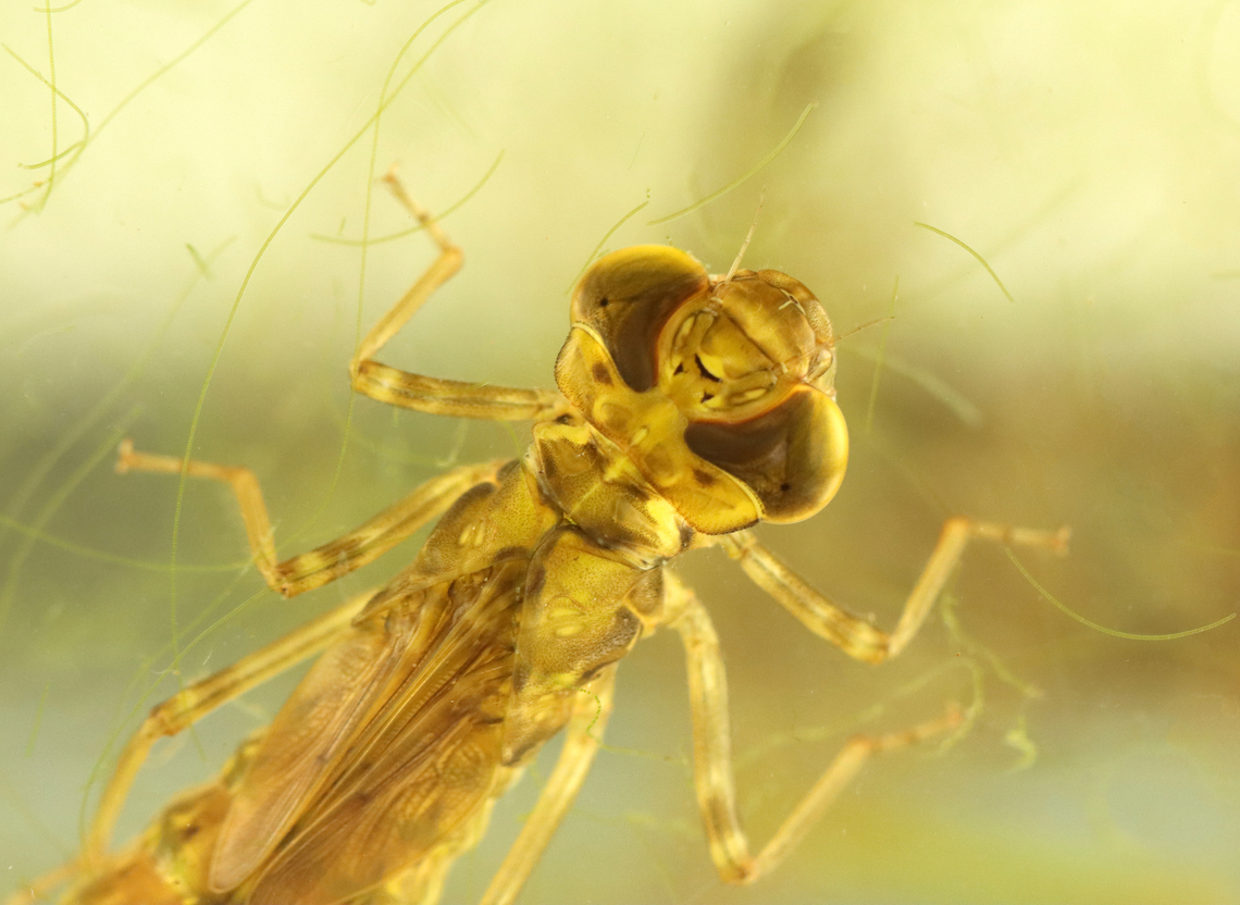 Dragonfly Nymph - Order Odonata, Family Aeshnidae, Aeshna sp. Habitat: Collected from a small woodland pond<br />
<figure class="photo"><a href="https://www.jungledragon.com/image/137209/dragonfly_nymph_-_order_odonata_family_aeshnidae_aeshna_sp.html" title="Dragonfly Nymph - Order Odonata, Family Aeshnidae, Aeshna sp."><img src="https://s3.amazonaws.com/media.jungledragon.com/images/3232/137209_thumb.jpg?AWSAccessKeyId=05GMT0V3GWVNE7GGM1R2&Expires=1769040010&Signature=Iz42UZfeFBtGxfuz0%2FNKZDXYUSc%3D" width="200" height="148" alt="Dragonfly Nymph - Order Odonata, Family Aeshnidae, Aeshna sp. Habitat: Collected from a small woodland pond<br />
https://www.jungledragon.com/image/137209/dragonfly_nymph_ventral_-_odonata.html<br />
https://www.jungledragon.com/image/137211/dragonfly_nymph_dorsal_-_odonata.html<br />
https://www.jungledragon.com/image/137210/dragonfly_nymph_-_odonata.html Geotagged,Summer,United States" /></a></figure><br />
<figure class="photo"><a href="https://www.jungledragon.com/image/137211/dragonfly_nymph_-_order_odonata_family_aeshnidae_aeshna_sp.html" title="Dragonfly Nymph - Order Odonata, Family Aeshnidae, Aeshna sp."><img src="https://s3.amazonaws.com/media.jungledragon.com/images/3232/137211_thumb.jpg?AWSAccessKeyId=05GMT0V3GWVNE7GGM1R2&Expires=1769040010&Signature=KH6j3dDzPRb9ErCDeBnbYphFuCQ%3D" width="200" height="122" alt="Dragonfly Nymph - Order Odonata, Family Aeshnidae, Aeshna sp. Habitat: Collected from a small woodland pond<br />
https://www.jungledragon.com/image/137209/dragonfly_nymph_ventral_-_odonata.html<br />
https://www.jungledragon.com/image/137211/dragonfly_nymph_dorsal_-_odonata.html<br />
https://www.jungledragon.com/image/137210/dragonfly_nymph_-_odonata.html Geotagged,Summer,United States" /></a></figure><br />
<figure class="photo"><a href="https://www.jungledragon.com/image/137210/dragonfly_nymph_-_order_odonata_family_aeshnidae_aeshna_sp.html" title="Dragonfly Nymph - Order Odonata, Family Aeshnidae, Aeshna sp."><img src="https://s3.amazonaws.com/media.jungledragon.com/images/3232/137210_thumb.jpg?AWSAccessKeyId=05GMT0V3GWVNE7GGM1R2&Expires=1769040010&Signature=Cartq%2BgdSRcMx6VNk065exK1oyM%3D" width="200" height="146" alt="Dragonfly Nymph - Order Odonata, Family Aeshnidae, Aeshna sp. Habitat: Collected from a small woodland pond<br />
https://www.jungledragon.com/image/137209/dragonfly_nymph_ventral_-_odonata.html<br />
https://www.jungledragon.com/image/137211/dragonfly_nymph_dorsal_-_odonata.html<br />
https://www.jungledragon.com/image/137210/dragonfly_nymph_-_odonata.html Geotagged,Summer,United States,aquatic insect,dragonfly,dragonfly nymph,nymph,odonata" /></a></figure> Geotagged,Summer,United States,aquatic insect,dragonfly,dragonfly nymph,nymph,odonata