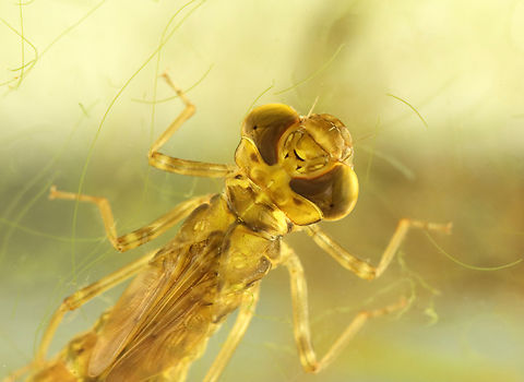 Dragonfly Nymph - Order Odonata, Family Aeshnidae, Aeshna sp. Habitat: Collected from a small woodland pond
https://www.jungledragon.com/image/137209/dragonfly_nymph_ventral_-_odonata.html
https://www.jungledragon.com/image/137211/dragonfly_nymph_dorsal_-_odonata.html
https://www.jungledragon.com/image/137210/dragonfly_nymph_-_odonata.html Geotagged,Summer,United States,aquatic insect,dragonfly,dragonfly nymph,nymph,odonata