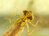 Dragonfly Nymph - Order Odonata, Family Aeshnidae, Aeshna sp. Habitat: Collected from a small woodland pond<br />
https://www.jungledragon.com/image/137209/dragonfly_nymph_ventral_-_odonata.html<br />
https://www.jungledragon.com/image/137211/dragonfly_nymph_dorsal_-_odonata.html<br />
https://www.jungledragon.com/image/137210/dragonfly_nymph_-_odonata.html Geotagged,Summer,United States,aquatic insect,dragonfly,dragonfly nymph,nymph,odonata