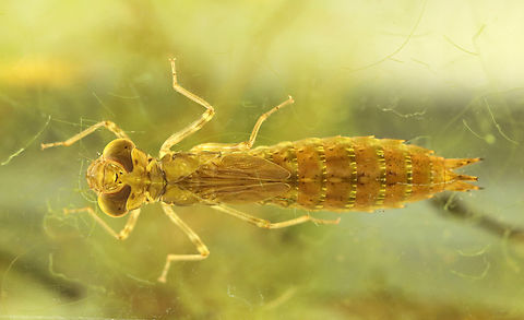 Dragonfly Nymph - Order Odonata, Family Aeshnidae, Aeshna sp. Habitat: Collected from a small woodland pond
https://www.jungledragon.com/image/137209/dragonfly_nymph_ventral_-_odonata.html
https://www.jungledragon.com/image/137211/dragonfly_nymph_dorsal_-_odonata.html
https://www.jungledragon.com/image/137210/dragonfly_nymph_-_odonata.html Geotagged,Summer,United States
