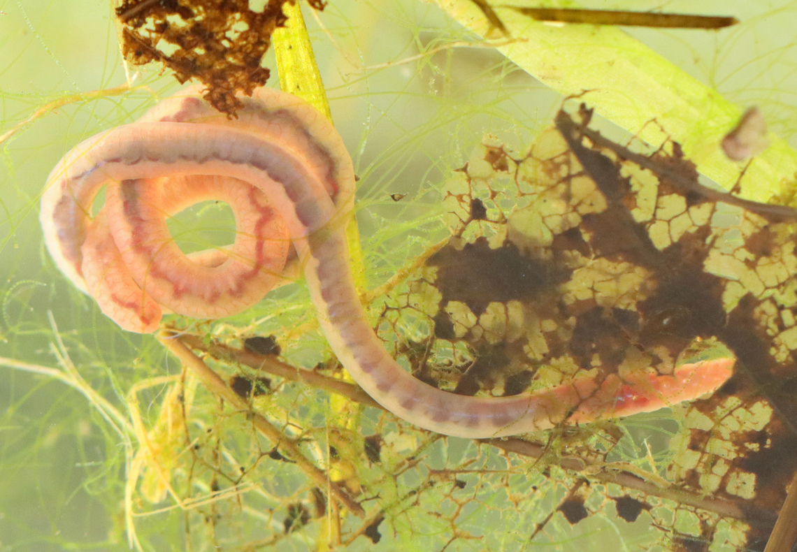 Aquatic Worm - Family Naididae This worm was really fun to watch. It could curl it's body up and then stretch it out to be much longer than expected. It maneuvered through small holes in leaves and pulled it's entire body through. I accidentally broke a piece of it off and was relieved when it was completely unaffected. <br />
<br />
Habitat: Collected from the muck on the bottom of a small woodland pond.<br />
<br />
<section class="video"><iframe width="448" height="252" src="https://player.vimeo.com/video/724513245?title=0&byline=0&portrait=0" frameborder="0"></iframe></section><br />
<br />
<figure class="photo"><a href="https://www.jungledragon.com/image/137212/aquatic_worm_-_family_naididae.html" title="Aquatic Worm - Family Naididae"><img src="https://s3.amazonaws.com/media.jungledragon.com/images/3232/137212_thumb.jpg?AWSAccessKeyId=05GMT0V3GWVNE7GGM1R2&Expires=1770854410&Signature=ASBK86D5Kq0UFuD4orOaNw06HLQ%3D" width="200" height="140" alt="Aquatic Worm - Family Naididae This worm was really fun to watch. It could curl it's body up and then stretch it out to be much longer than expected. It maneuvered through small holes in leaves and pulled it's entire body through. I accidentally broke a piece of it off and was relieved when it was completely unaffected. <br />
<br />
Habitat: Collected from the muck on the bottom of a small woodland pond.<br />
<br />
https://vimeo.com/724513245<br />
<br />
https://www.jungledragon.com/image/137212/aquatic_worm_-_family_naididae.html<br />
https://www.jungledragon.com/image/137215/aquatic_worm_-_family_naididae.html<br />
https://www.jungledragon.com/image/137214/aquatic_worm_-_family_naididae.html<br />
https://www.jungledragon.com/image/137213/aquatic_worm_-_family_naididae.html Geotagged,Summer,United States" /></a></figure><br />
<figure class="photo"><a href="https://www.jungledragon.com/image/137215/aquatic_worm_-_family_naididae.html" title="Aquatic Worm - Family Naididae"><img src="https://s3.amazonaws.com/media.jungledragon.com/images/3232/137215_thumb.jpg?AWSAccessKeyId=05GMT0V3GWVNE7GGM1R2&Expires=1770854410&Signature=UWBKnhrinRXp1kZoXDyp59CjmGI%3D" width="200" height="188" alt="Aquatic Worm - Family Naididae This worm was really fun to watch. It could curl it's body up and then stretch it out to be much longer than expected. It maneuvered through small holes in leaves and pulled it's entire body through. I accidentally broke a piece of it off and was relieved when it was completely unaffected. <br />
<br />
Habitat: Collected from the muck on the bottom of a small woodland pond.<br />
<br />
https://vimeo.com/724513245<br />
<br />
https://www.jungledragon.com/image/137212/aquatic_worm_-_family_naididae.html<br />
https://www.jungledragon.com/image/137215/aquatic_worm_-_family_naididae.html<br />
https://www.jungledragon.com/image/137214/aquatic_worm_-_family_naididae.html<br />
https://www.jungledragon.com/image/137213/aquatic_worm_-_family_naididae.html Geotagged,Summer,United States,annelid,annelida,aquatic worm,clitellate oligochaete worm,naididae,oligochaete worm,worm" /></a></figure><br />
<figure class="photo"><a href="https://www.jungledragon.com/image/137214/aquatic_worm_-_family_naididae.html" title="Aquatic Worm - Family Naididae"><img src="https://s3.amazonaws.com/media.jungledragon.com/images/3232/137214_thumb.jpg?AWSAccessKeyId=05GMT0V3GWVNE7GGM1R2&Expires=1770854410&Signature=d4NqEi8Iw2vsit8R1G6rImWG8jk%3D" width="200" height="120" alt="Aquatic Worm - Family Naididae This worm was really fun to watch. It could curl it's body up and then stretch it out to be much longer than expected. It maneuvered through small holes in leaves and pulled it's entire body through. I accidentally broke a piece of it off and was relieved when it was completely unaffected. <br />
<br />
Habitat: Collected from the muck on the bottom of a small woodland pond.<br />
<br />
https://vimeo.com/724513245<br />
<br />
https://www.jungledragon.com/image/137212/aquatic_worm_-_family_naididae.html<br />
https://www.jungledragon.com/image/137215/aquatic_worm_-_family_naididae.html<br />
https://www.jungledragon.com/image/137214/aquatic_worm_-_family_naididae.html<br />
https://www.jungledragon.com/image/137213/aquatic_worm_-_family_naididae.html Geotagged,Summer,United States" /></a></figure><br />
<figure class="photo"><a href="https://www.jungledragon.com/image/137213/aquatic_worm_-_family_naididae.html" title="Aquatic Worm - Family Naididae"><img src="https://s3.amazonaws.com/media.jungledragon.com/images/3232/137213_thumb.jpg?AWSAccessKeyId=05GMT0V3GWVNE7GGM1R2&Expires=1770854410&Signature=mmT4lrfWMliXHdH8wvfnKF4Iu%2FY%3D" width="200" height="134" alt="Aquatic Worm - Family Naididae This worm was really fun to watch. It could curl it's body up and then stretch it out to be much longer than expected. It maneuvered through small holes in leaves and pulled it's entire body through. I accidentally broke a piece of it off and was relieved when it was completely unaffected. <br />
<br />
Habitat: Collected from the muck on the bottom of a small woodland pond.<br />
<br />
https://vimeo.com/724513245<br />
https://www.jungledragon.com/image/137212/aquatic_worm_-_family_naididae.html<br />
https://www.jungledragon.com/image/137215/aquatic_worm_-_family_naididae.html<br />
https://www.jungledragon.com/image/137214/aquatic_worm_-_family_naididae.html<br />
https://www.jungledragon.com/image/137213/aquatic_worm_-_family_naididae.html Geotagged,Summer,United States" /></a></figure> Geotagged,Summer,United States